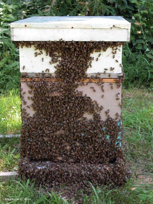 Highly populated hive that need space and ventilation